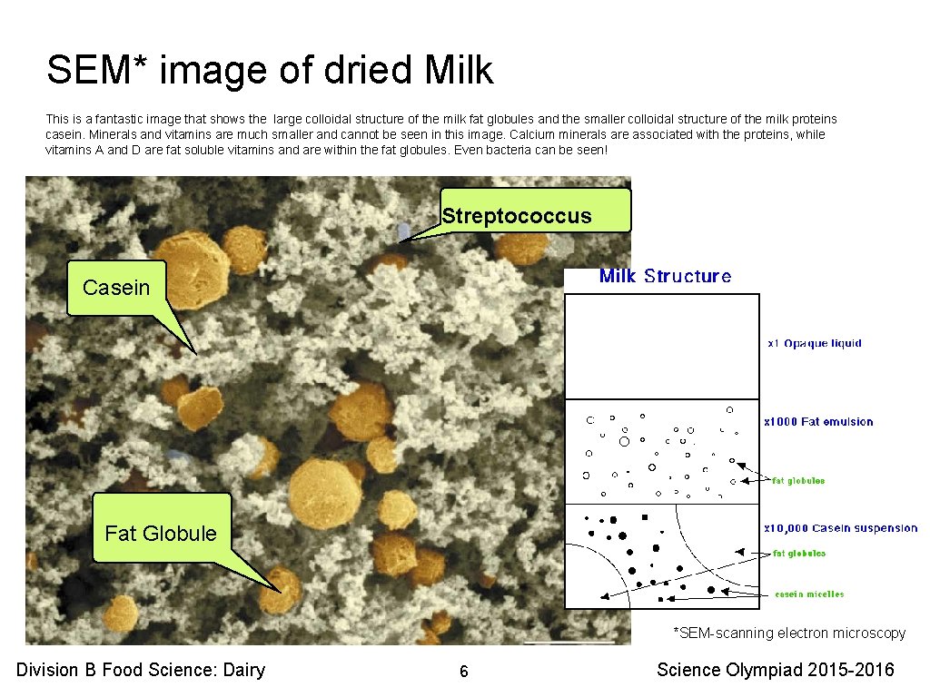 SEM* image of dried Milk This is a fantastic image that shows the large