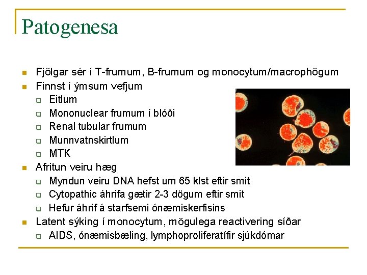 Patogenesa n n Fjölgar sér í T-frumum, B-frumum og monocytum/macrophögum Finnst í ýmsum vefjum