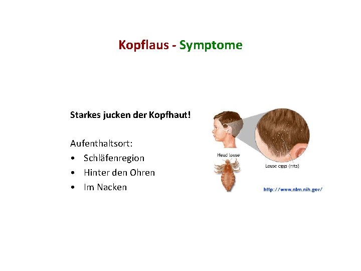 Kopflaus - Symptome Starkes jucken der Kopfhaut! Aufenthaltsort: • Schläfenregion • Hinter den Ohren