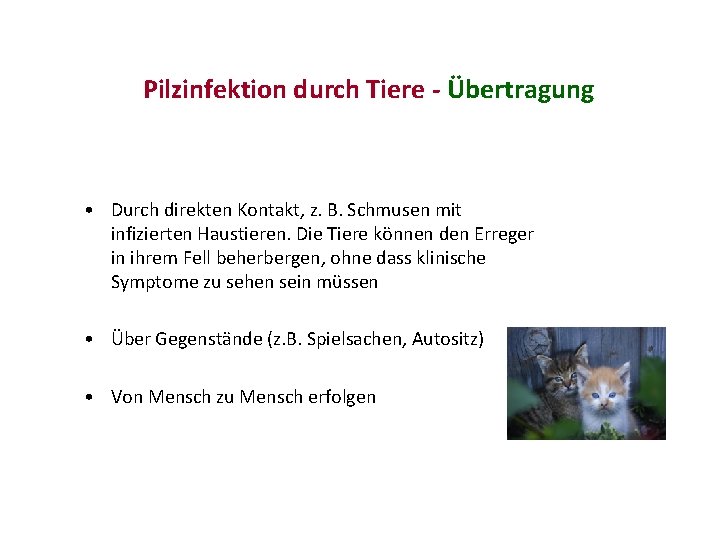 Pilzinfektion durch Tiere - Übertragung • Durch direkten Kontakt, z. B. Schmusen mit infizierten