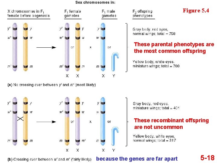 Figure 5. 4 These parental phenotypes are the most common offspring These recombinant offspring Figure 5. 4 These parental phenotypes are the most common offspring These recombinant offspring