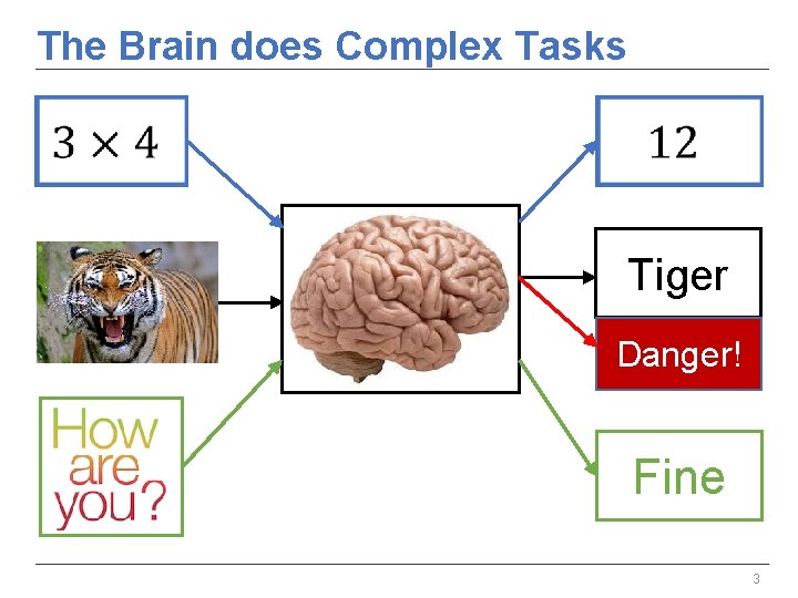 The Brain does Complex Tasks Tiger Danger! Fine 3 The Brain does Complex Tasks Tiger Danger! Fine 3
