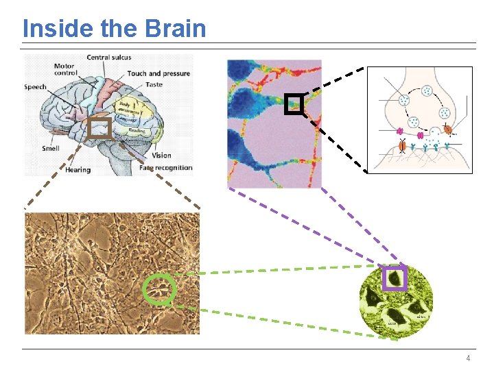 Inside the Brain 4 Inside the Brain 4