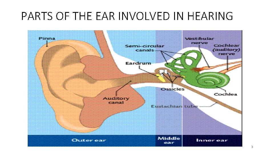FUNCTIONING OF THE EAR IN HEARING AND BALANCE