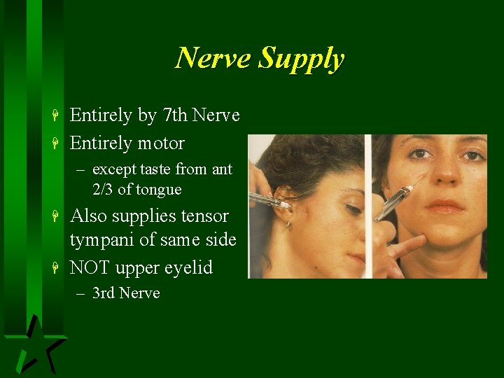 Nerve Supply H H Entirely by 7 th Nerve Entirely motor – except taste