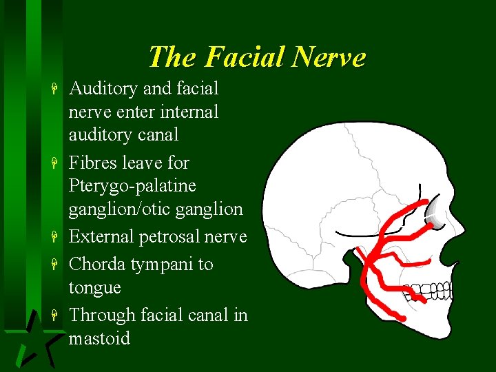 The Facial Nerve H H H Auditory and facial nerve enter internal auditory canal
