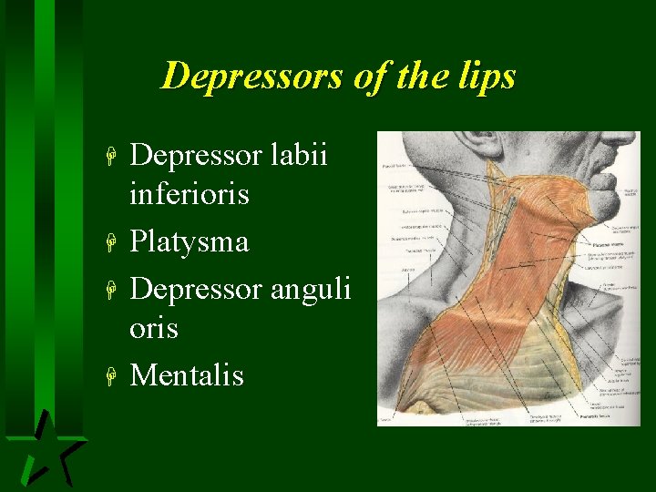 Depressors of the lips H H Depressor labii inferioris Platysma Depressor anguli oris Mentalis