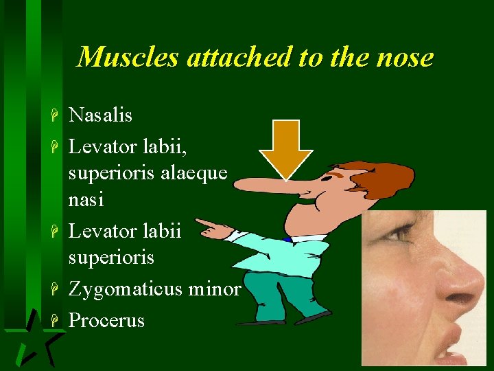 Muscles attached to the nose H H H Nasalis Levator labii, superioris alaeque nasi
