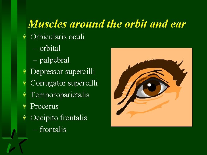 Muscles around the orbit and ear H H H Orbicularis oculi – orbital –
