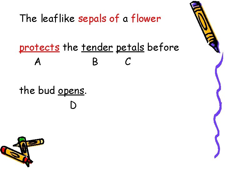 The leaflike sepals of a flower protects the tender petals before A B C