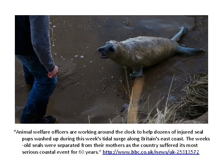 “Animal welfare officers are working around the clock to help dozens of injured seal