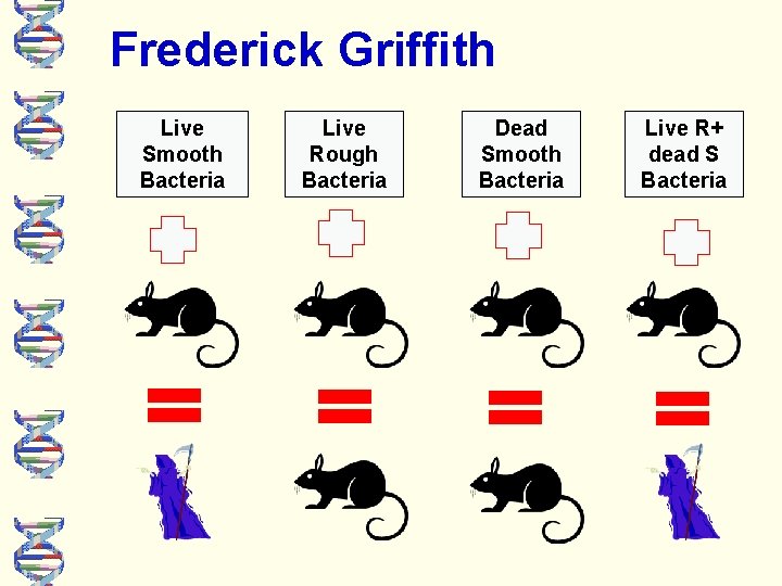 Frederick Griffith Live Smooth Bacteria Live Rough Bacteria Dead Smooth Bacteria Live R+ dead