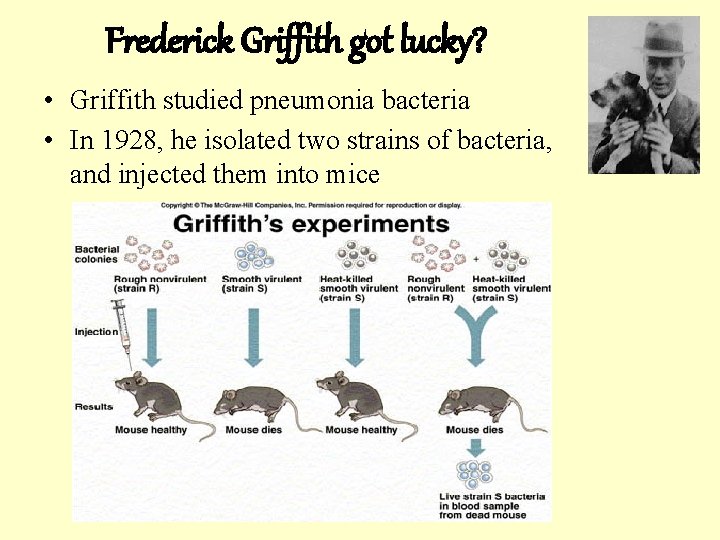 Frederick Griffith got lucky? • Griffith studied pneumonia bacteria • In 1928, he isolated