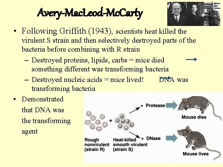 Avery-Mac. Leod-Mc. Carty • Following Griffith (1943), scientists heat killed the virulent S strain