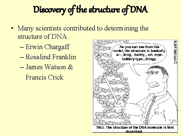 Discovery of the structure of DNA • Many scientists contributed to determining the structure