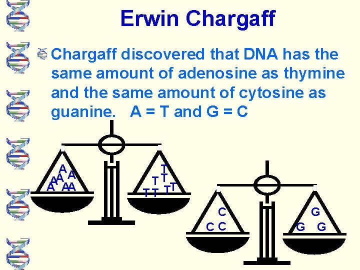 Erwin Chargaff discovered that DNA has the same amount of adenosine as thymine and