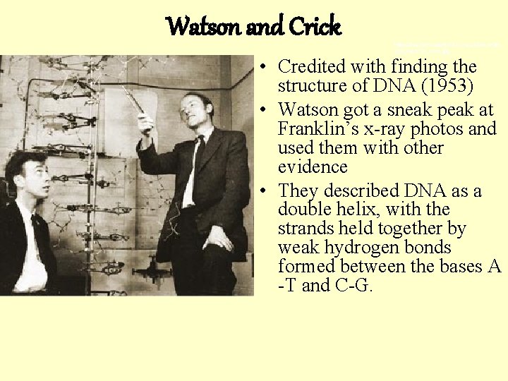 Watson and Crick http: //teachers. sduhsd. k 12. ca. us/lolson/im ages/watson_crick. jpg • Credited