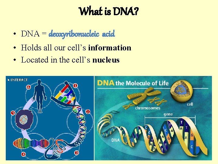 What is DNA? • DNA = deoxyribonucleic acid • Holds all our cell’s information