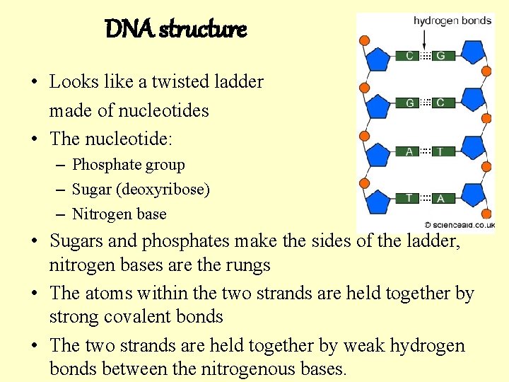 DNA structure • Looks like a twisted ladder made of nucleotides • The nucleotide: