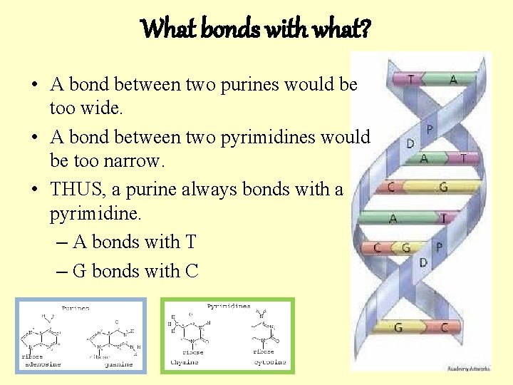 What bonds with what? • A bond between two purines would be too wide.