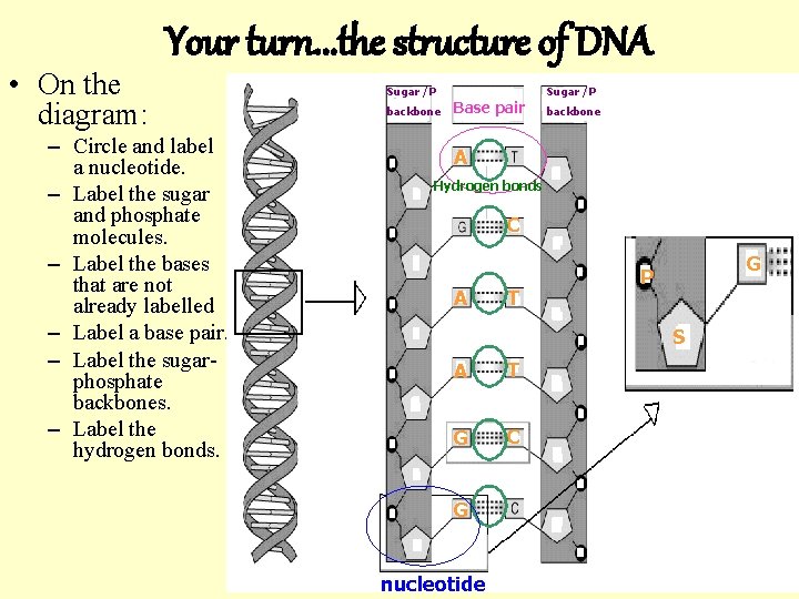  • On the diagram: Your turn. . . the structure of DNA –