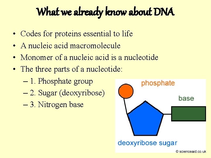 What we already know about DNA • • Codes for proteins essential to life