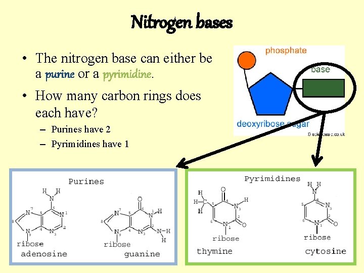 Nitrogen bases • The nitrogen base can either be a purine or a pyrimidine.