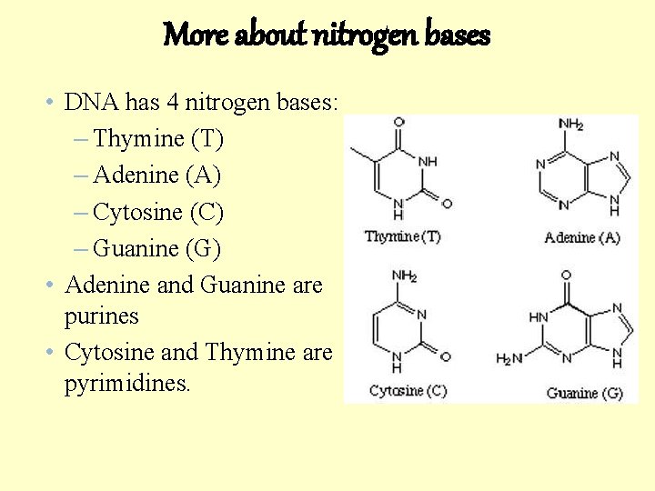 More about nitrogen bases • DNA has 4 nitrogen bases: – Thymine (T) –