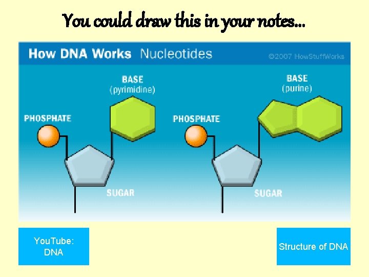 You could draw this in your notes. . . You. Tube: DNA Structure of