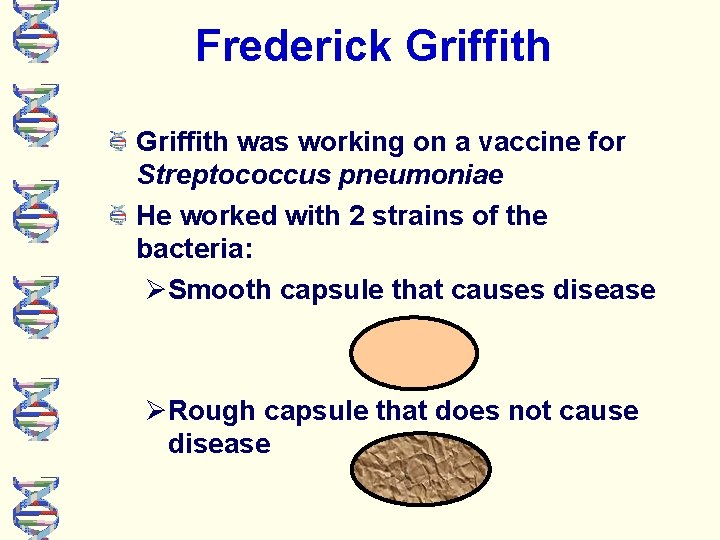 Frederick Griffith was working on a vaccine for Streptococcus pneumoniae He worked with 2