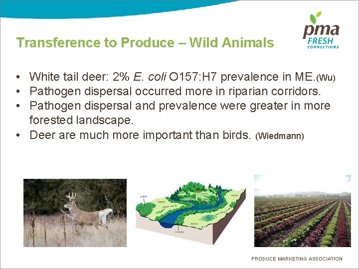 Transference to Produce – Wild Animals • White tail deer: 2% E. coli O
