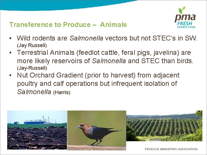 Transference to Produce – Animals • Wild rodents are Salmonella vectors but not STEC’s