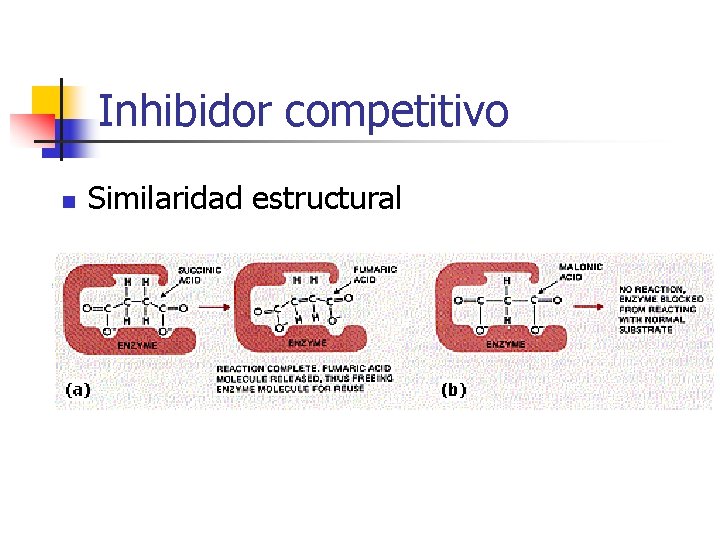 Inhibidor competitivo n Similaridad estructural 