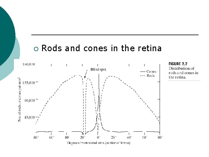 ¡ Rods and cones in the retina 