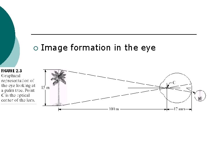 ¡ Image formation in the eye 