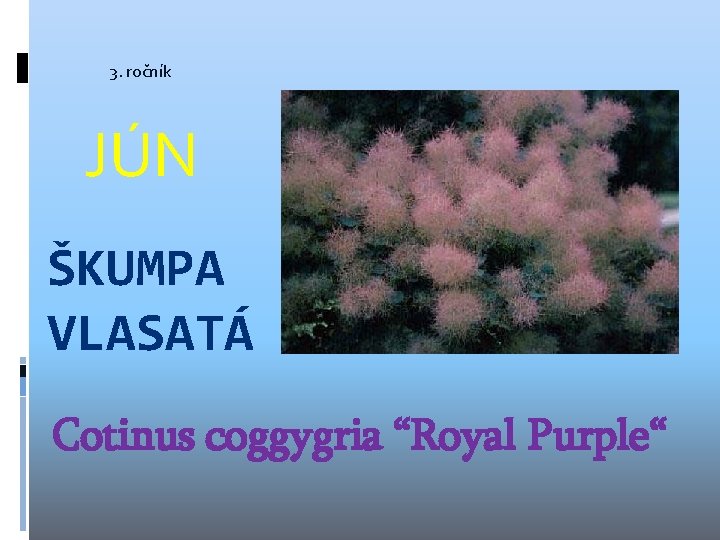 3. ročník JÚN ŠKUMPA VLASATÁ Cotinus coggygria “Royal Purple“ 3. ročník JÚN ŠKUMPA VLASATÁ Cotinus coggygria “Royal Purple“