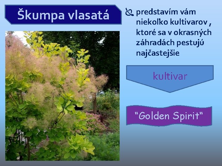 Škumpa vlasatá predstavím vám niekoľko kultivarov , ktoré sa v okrasných záhradách pestujú najčastejšie Škumpa vlasatá predstavím vám niekoľko kultivarov , ktoré sa v okrasných záhradách pestujú najčastejšie