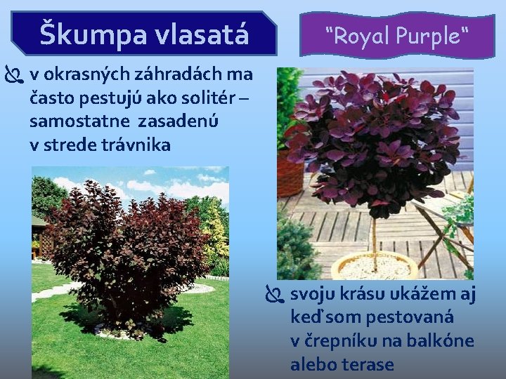 Škumpa vlasatá “Royal Purple“ v okrasných záhradách ma často pestujú ako solitér – samostatne Škumpa vlasatá “Royal Purple“ v okrasných záhradách ma často pestujú ako solitér – samostatne