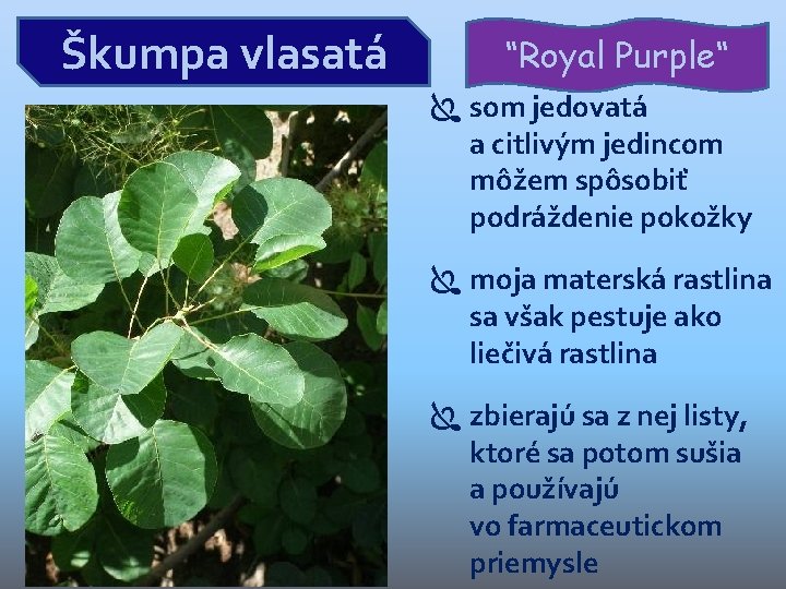 Škumpa vlasatá “Royal Purple“ som jedovatá a citlivým jedincom môžem spôsobiť podráždenie pokožky moja Škumpa vlasatá “Royal Purple“ som jedovatá a citlivým jedincom môžem spôsobiť podráždenie pokožky moja