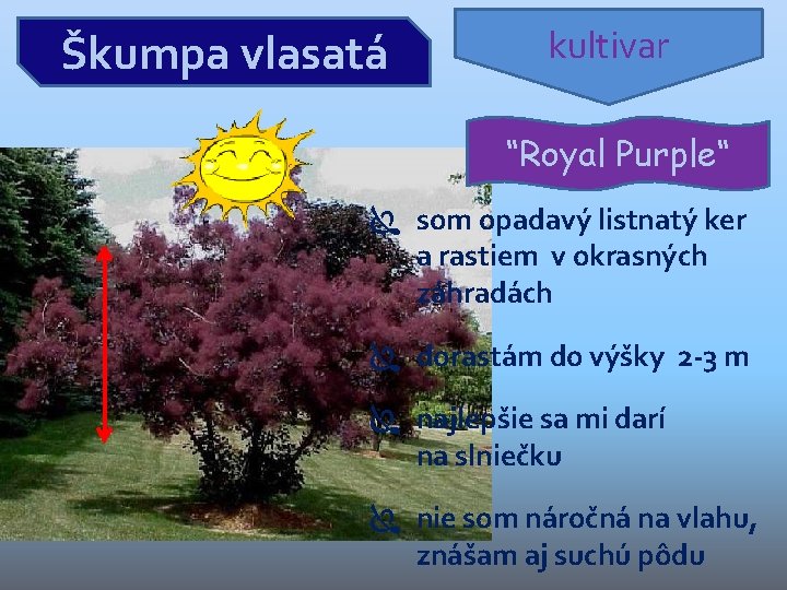 Škumpa vlasatá kultivar “Royal Purple“ som opadavý listnatý ker a rastiem v okrasných záhradách Škumpa vlasatá kultivar “Royal Purple“ som opadavý listnatý ker a rastiem v okrasných záhradách