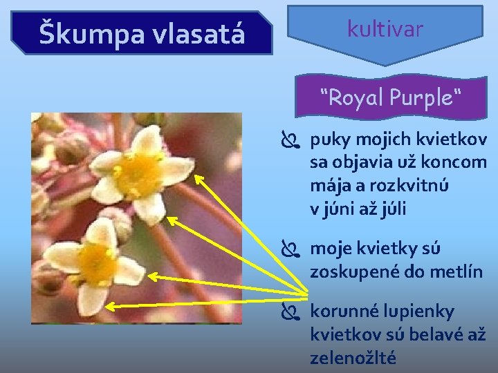 Škumpa vlasatá kultivar “Royal Purple“ puky mojich kvietkov sa objavia už koncom mája a Škumpa vlasatá kultivar “Royal Purple“ puky mojich kvietkov sa objavia už koncom mája a