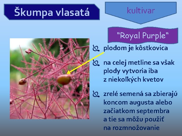 Škumpa vlasatá kultivar “Royal Purple“ plodom je kôstkovica na celej metline sa však plody Škumpa vlasatá kultivar “Royal Purple“ plodom je kôstkovica na celej metline sa však plody