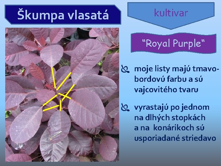 Škumpa vlasatá kultivar “Royal Purple“ moje listy majú tmavobordovú farbu a sú vajcovitého tvaru Škumpa vlasatá kultivar “Royal Purple“ moje listy majú tmavobordovú farbu a sú vajcovitého tvaru