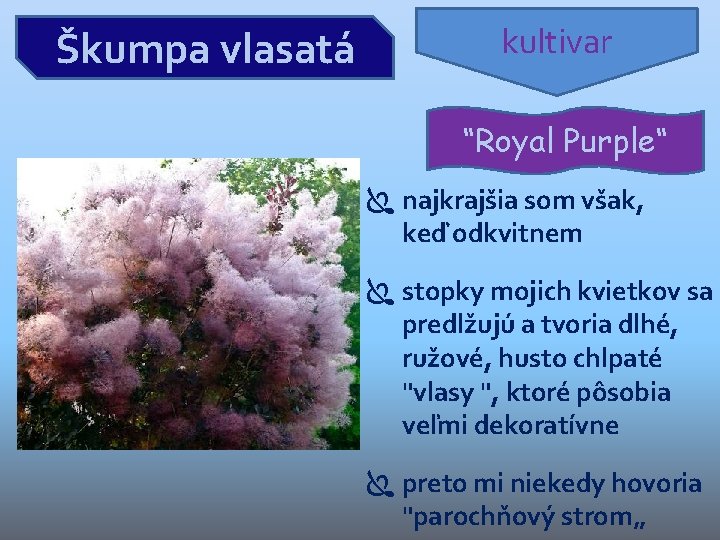 Škumpa vlasatá kultivar “Royal Purple“ najkrajšia som však, keď odkvitnem stopky mojich kvietkov sa Škumpa vlasatá kultivar “Royal Purple“ najkrajšia som však, keď odkvitnem stopky mojich kvietkov sa