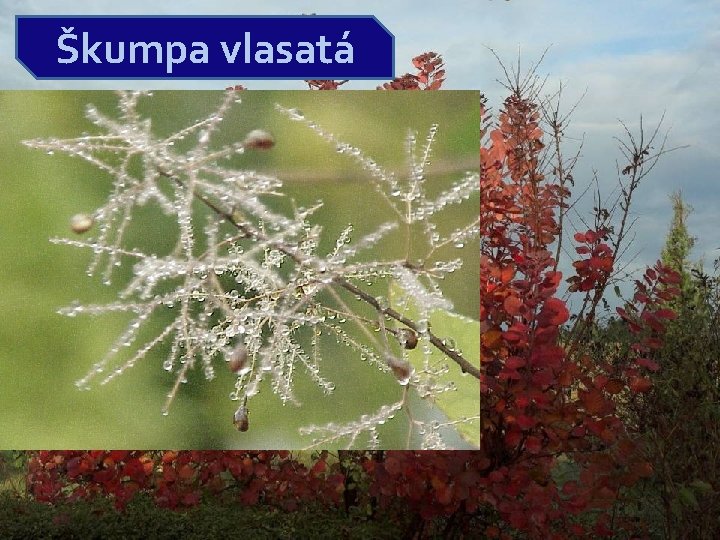 Škumpa vlasatá kultivar “Royal Purple“ keď príde jeseň opäť som okrasou záhrad, lebo moje Škumpa vlasatá kultivar “Royal Purple“ keď príde jeseň opäť som okrasou záhrad, lebo moje