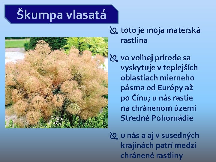 Škumpa vlasatá toto je moja materská rastlina vo voľnej prírode sa vyskytuje v teplejších Škumpa vlasatá toto je moja materská rastlina vo voľnej prírode sa vyskytuje v teplejších