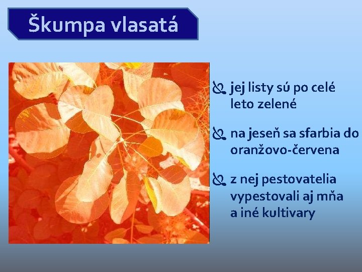 Škumpa vlasatá jej listy sú po celé leto zelené na jeseň sa sfarbia do Škumpa vlasatá jej listy sú po celé leto zelené na jeseň sa sfarbia do