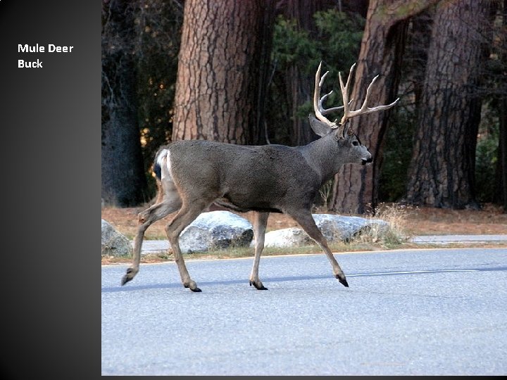 Mule Deer Buck 