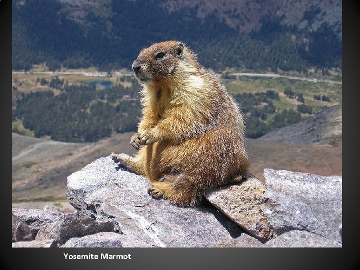 Yosemite Marmot 