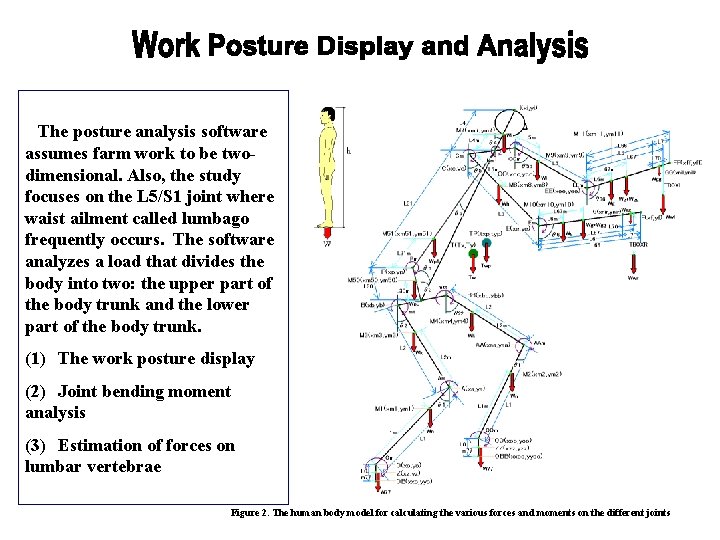 　The posture analysis software assumes farm work to be twodimensional. Also, the study focuses